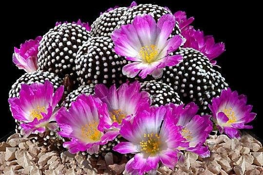 Mammillaria_luethyi_andrea